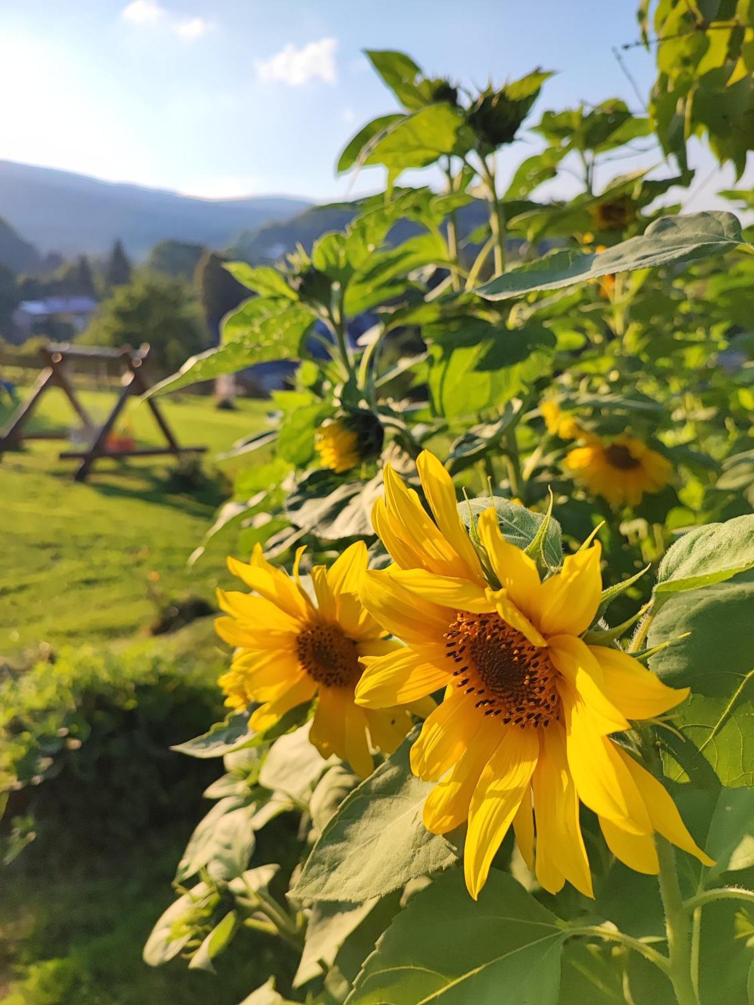 Domki Kolorowe Marciszow Exteriér fotografie