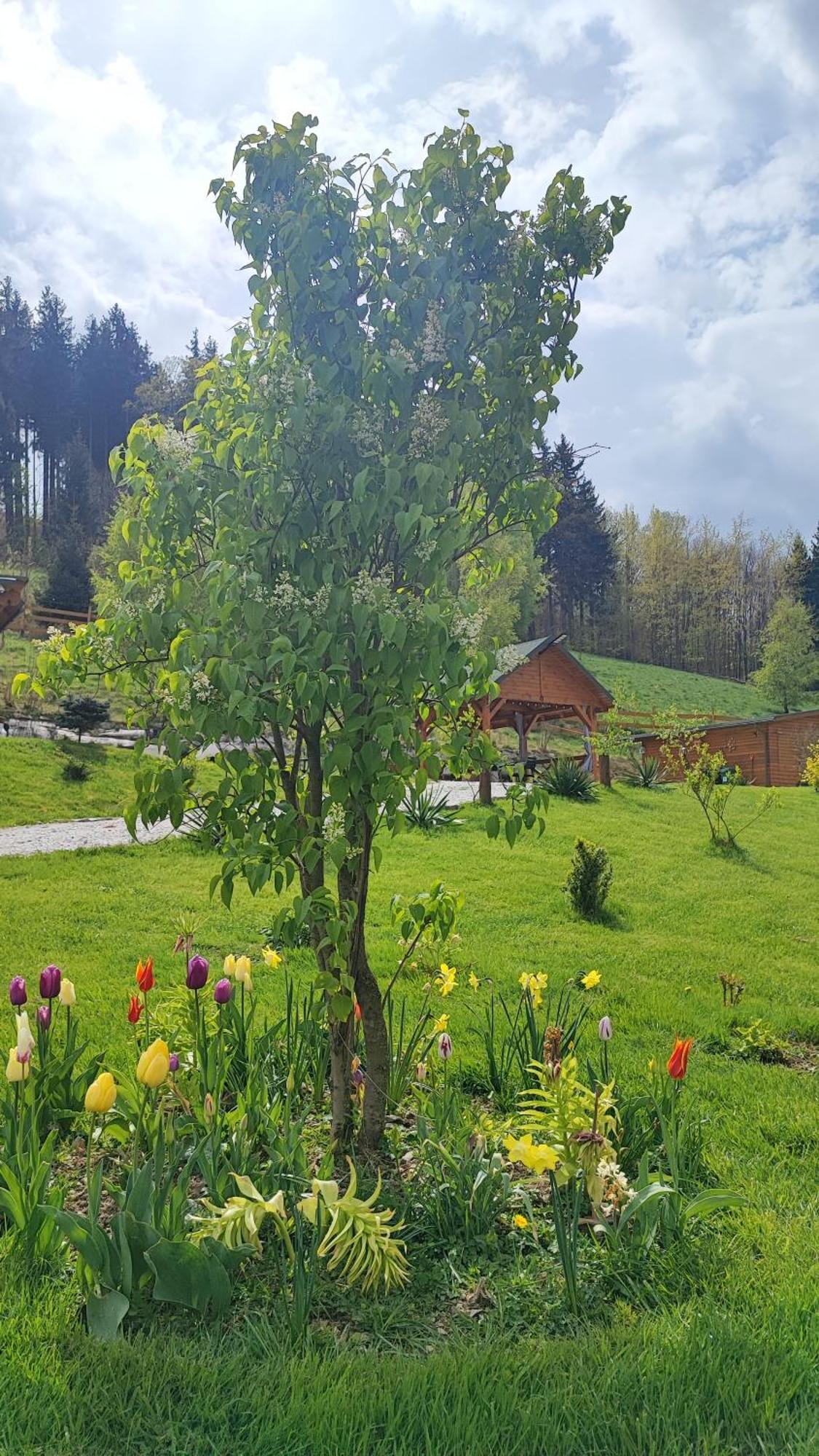 Domki Kolorowe Marciszow Exteriér fotografie