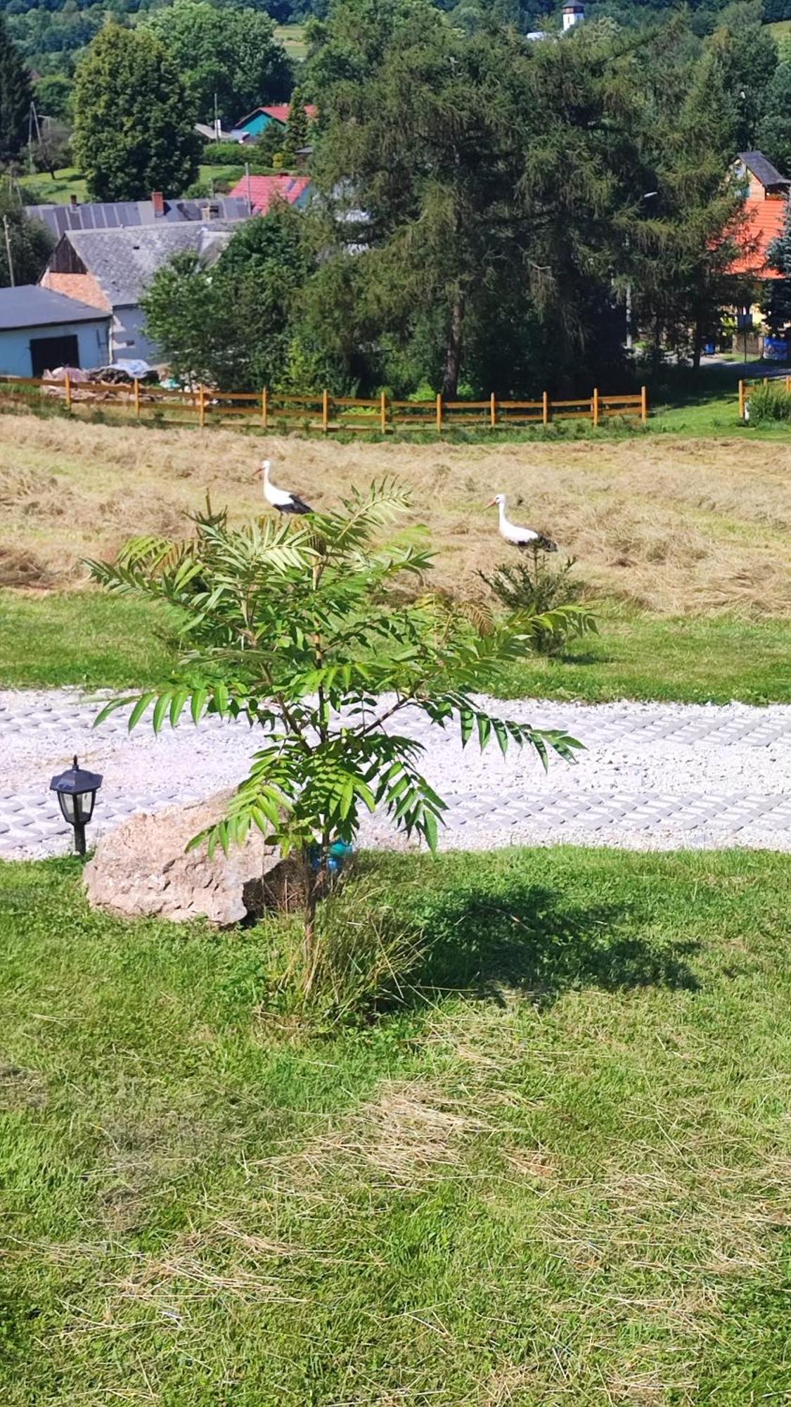 Domki Kolorowe Marciszow Exteriér fotografie